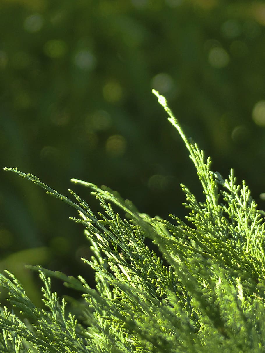 cedar, tree, branch, nature, forest, close-up, early morning, wild plant, green color, growth