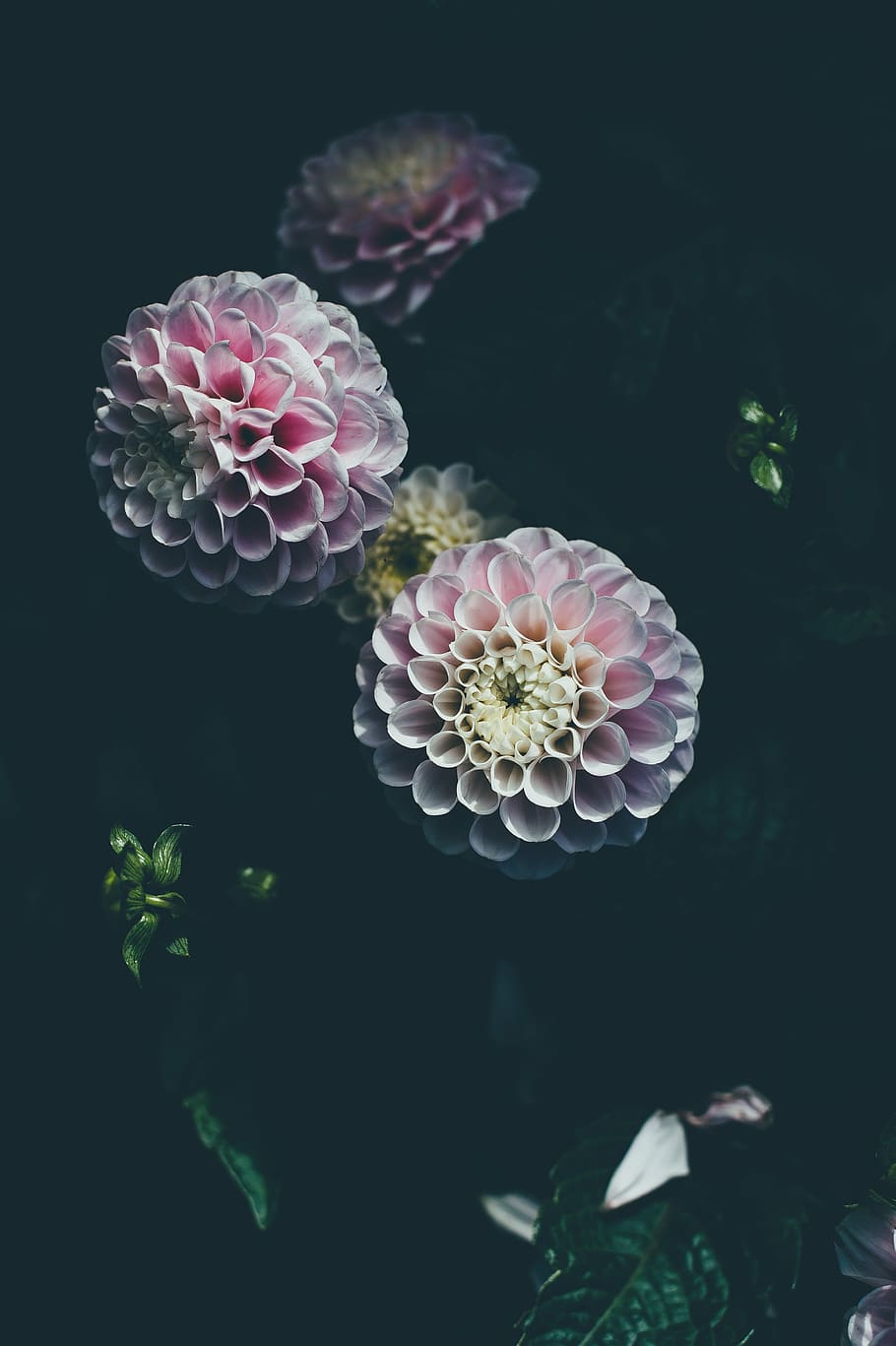 pink-and-white petaled flowers, pink, yellow, flowers, dark, room, dahlia, flower, petals, plant