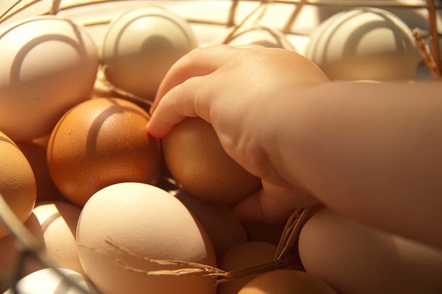 persona con huevo, huevos, granja, comida, orgánico, saludable, natural, pollo, marrón, fresco