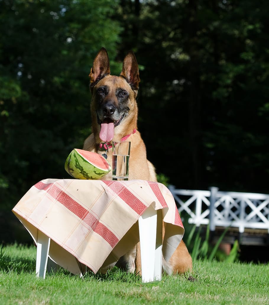 Dog Trick, Dog Shows, Malinois, dog shows a trick, belgian shepherd dog, summer, funny, dog tricks, dog, pets