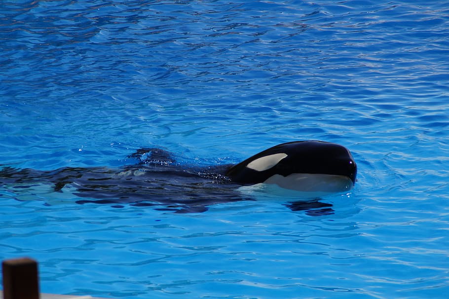 Orca, Killer Whale, wal, killer, orcinus orca, animal, blue, orka, large, water