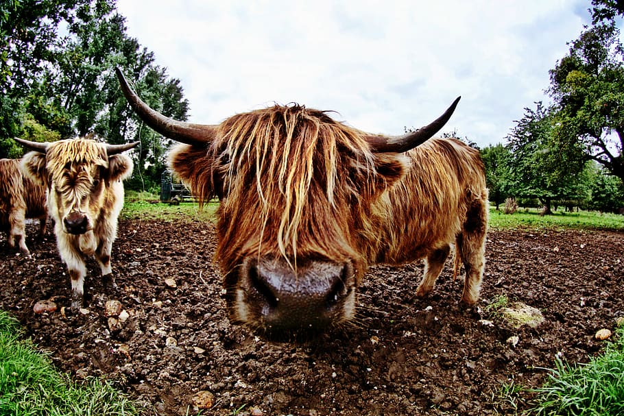 bull, animal, fisheye, beef, nature, cow, cows, farm, agriculture, livestock