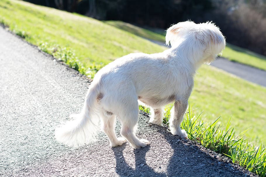 anjing, anjing putih, kecil, anjing kecil, lihat, awasi, peliharaan, maltese, havanese, keluar