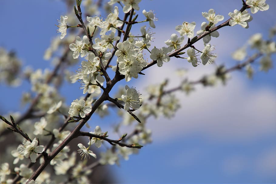 flourishing, twigs, www, white, the delicacy, poetry, biel, the smell of, flowering, spring