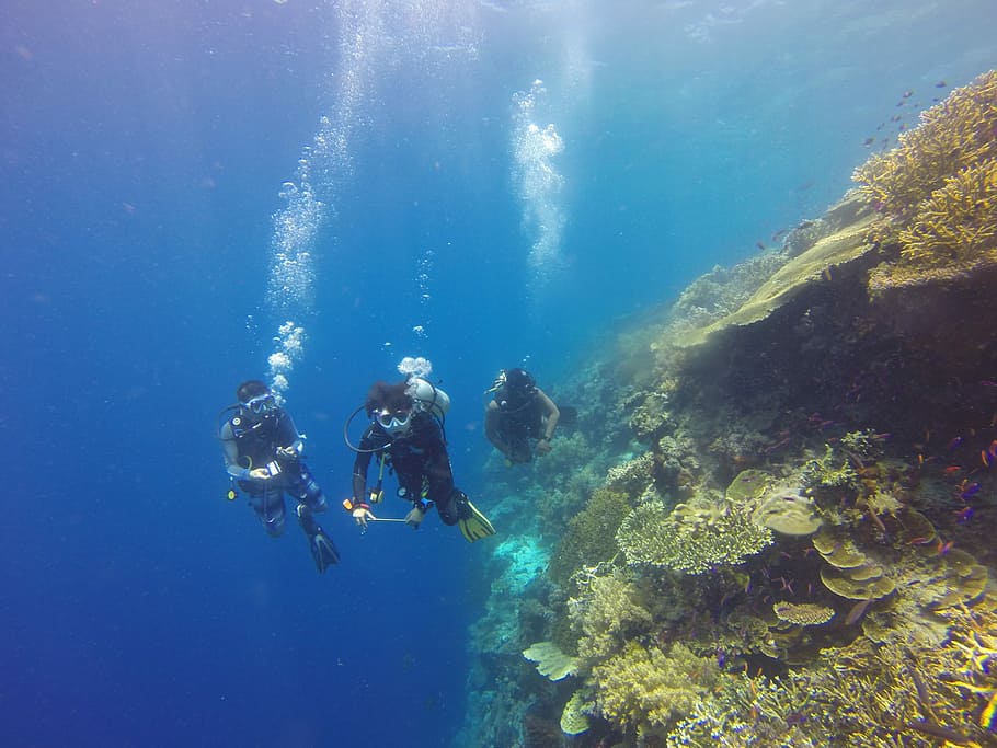 três homens, mergulho, mergulhador, coral, recife, subaquático, oceano, mar, tropical, indonésia