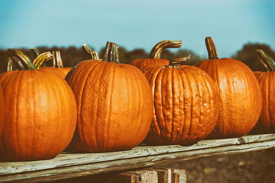 pumpkin, fruit, autumn, choose, food, vegetables, decoration, autumn fruits, harvest, halloween
