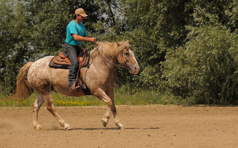 hombre montando a caballo, Western Riding, Ride, Cowboy, curso de equitación, equitación, caballo, ecuestre, rancho, montando un animal