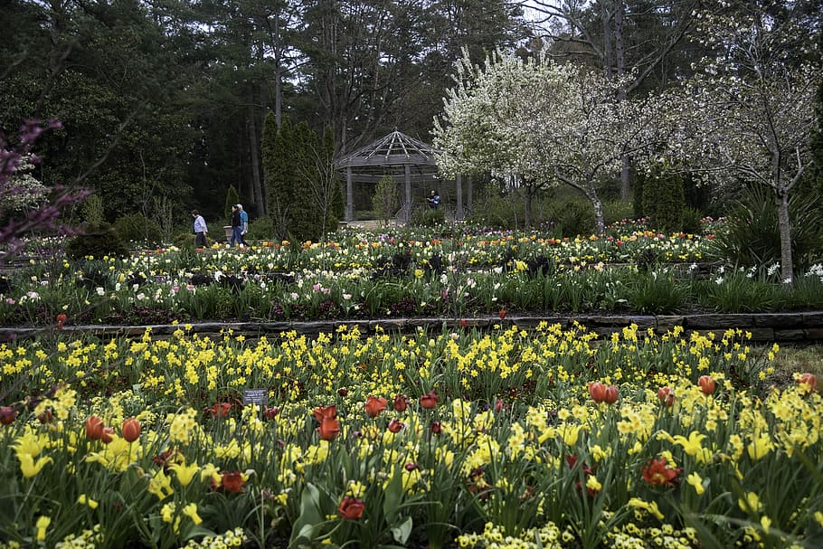teras bunga, utara, carolina, Bunga, teras, Duke Gardens, Durham, North Carolina, universitas Duke, foto