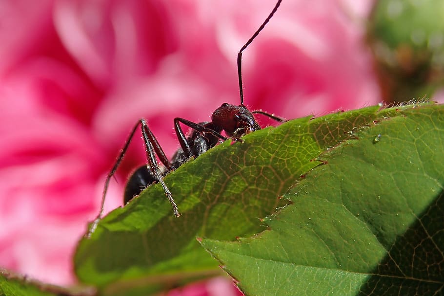 ant, insect, rose, leaf, garden, nature, animal themes, invertebrate, animal, plant part