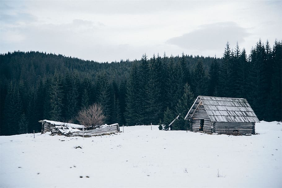 hut, shed, winter, snow, cold, trees, forest, woods, nature, cold temperature
