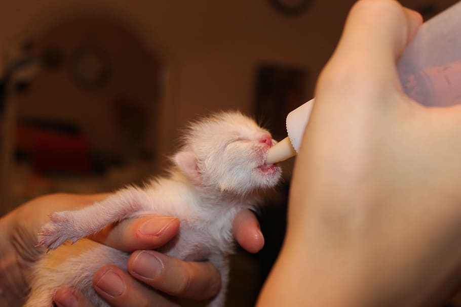 person, holding, white, feeding, bottle, cat, milk, lactation, puppy, baby bottles