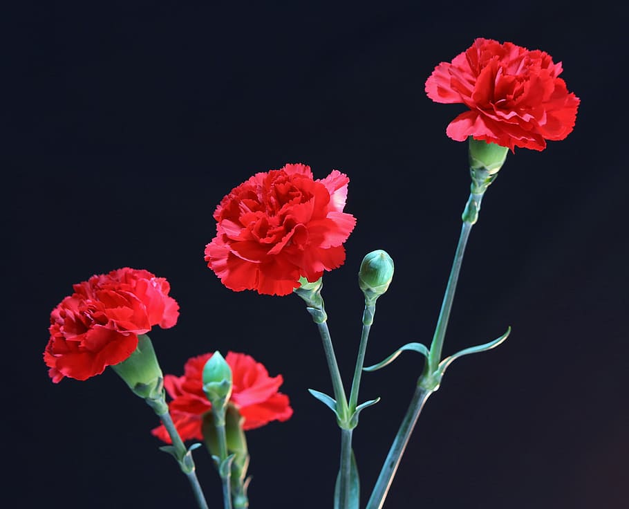 foto de clavel rojo, rojo, flores, claveles rojos, perenne, floral, planta, natural, florecer, pétalo