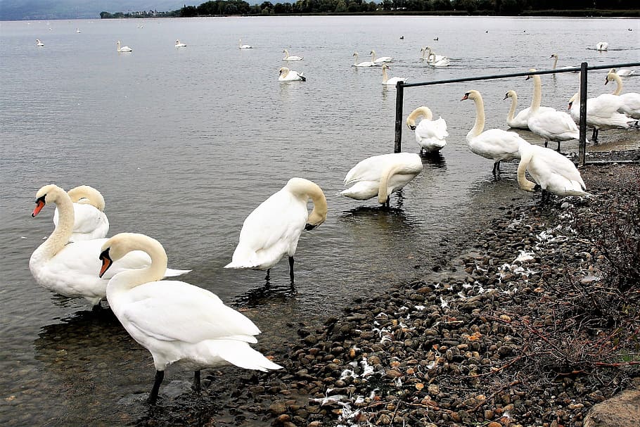wild birds, herd, lake, white, swan, bodensee, beach, pen, white bird, water bird