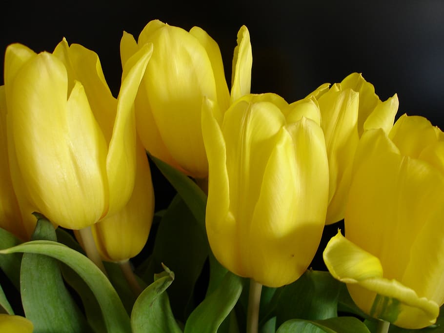 yellow, tulip, spring, flowering plant, flower, vulnerability, plant, petal, fragility, freshness