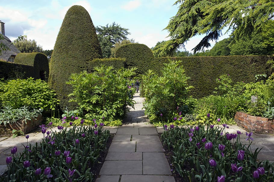 arts, crafts garden, Hidcote Manor, Arts And Crafts, Garden, arts and crafts garden, stone paving, yew topiary, purple tulips, flower