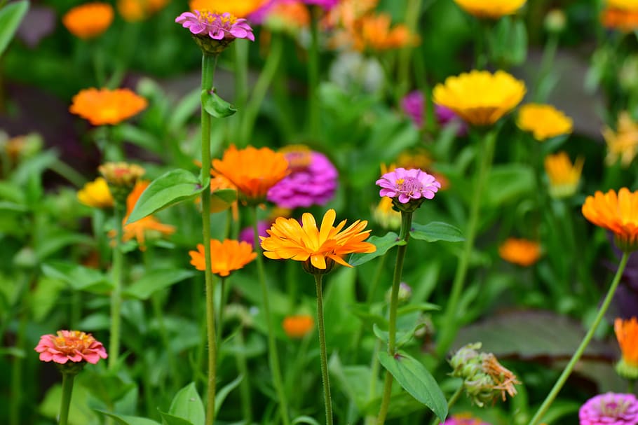foto de close-up, laranja, flores de pétalas, cravo-de-defunto, zínias,  jardim, flores, flores no jardim, coloridos, mix de flores do verão | Pxfuel