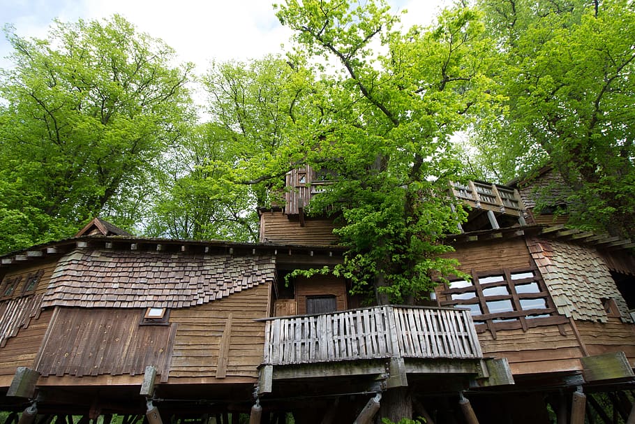 Treehouse, Alnwick, Northumberland, Tree, house, uk, spring, rustic, england, building exterior