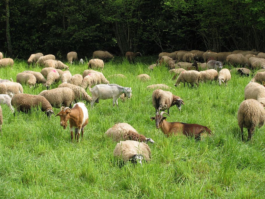 Sheep, Goat, Camp, Animal, Farm, animal, farm, eating, grass, pasture, large group of animals