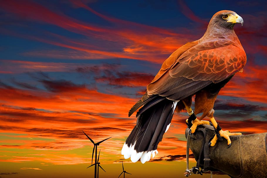 白頭ワシの絵 鷹 鳥 動物の世界 翼 空 日没 動物 動物のテーマ 脊椎動物 Pxfuel