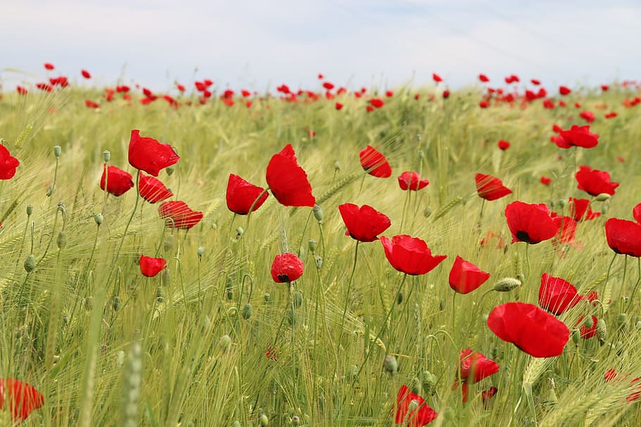 red, poppy field, daytime, Papaver Rhoeas, Flower, Plant, Nature, flowers, green, background