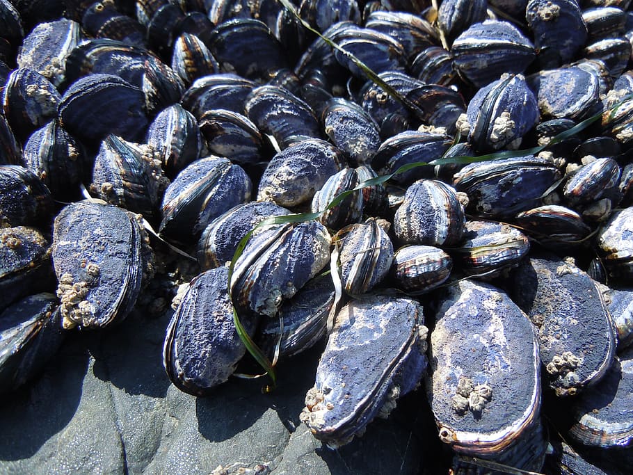 Mussels, Ocean, Beach, Shell, Nature, ocean, beach, marine, shellfish, coast, mollusk