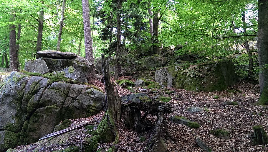 odenwald, trail, forest, tree, rock, nature, plant, land, growth, tranquility