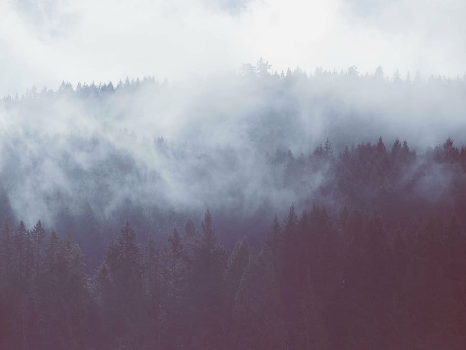 trees, surrounded, fog, pine, daytime, forest, woods, foggy, landscape, nature