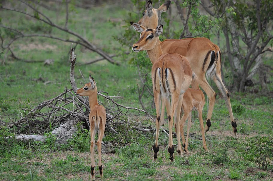impala family, buck, wildlife, nature, animals in the wild, animal wildlife, animal themes, mammal, standing, day