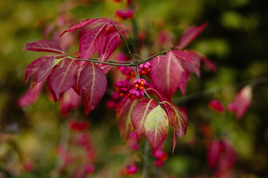 自然, 秋, 紅葉, 美しい, ボケ, 植物学, 枝, クローズアップ, 色, キョウチクトウ