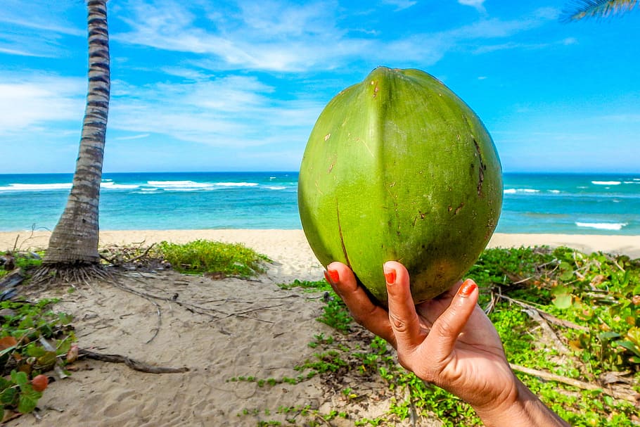 orang, memegang, buah kelapa, depan, Kelapa, Pantai, Laut, Seychelles, musim panas, palem
