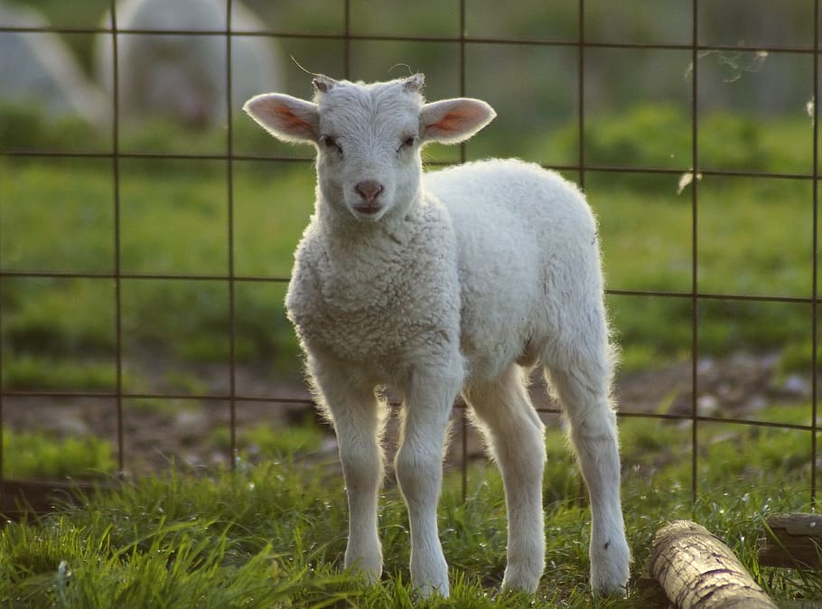lamb, close up, sheep, schäfchen, cute, spring, passover, curious, grid, fence
