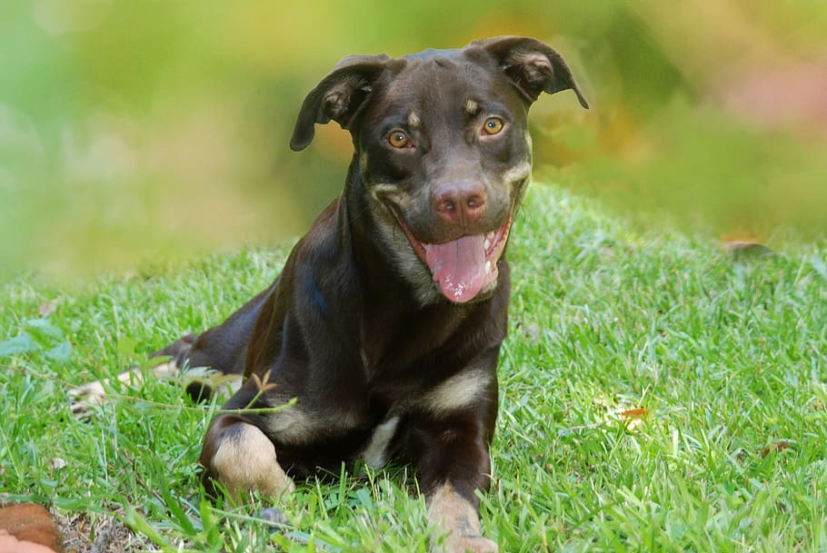 Dog, Rottweiler, Animal, Pet, Friendship, canine, playful, love, grass, one animal