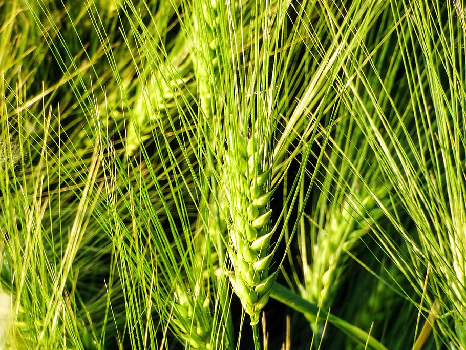 Grain, Wheat, Ear, Cornfield, wheat ear, field, by chaitanya k, great plains, sunshine, cultural plants