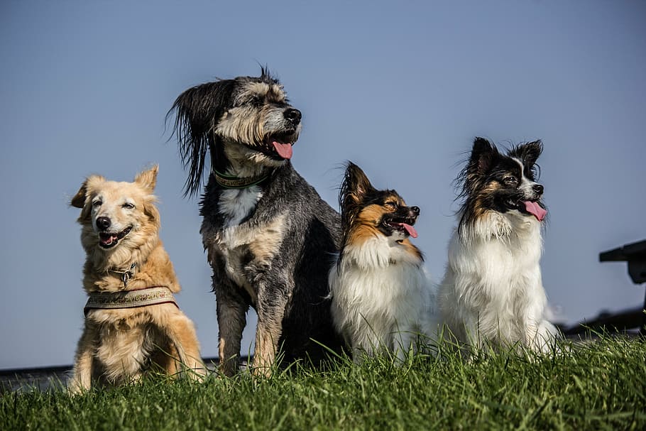 four, medium dogs, sitting, grass field, four dogs, pack, papillon, hybrids, grass, sky