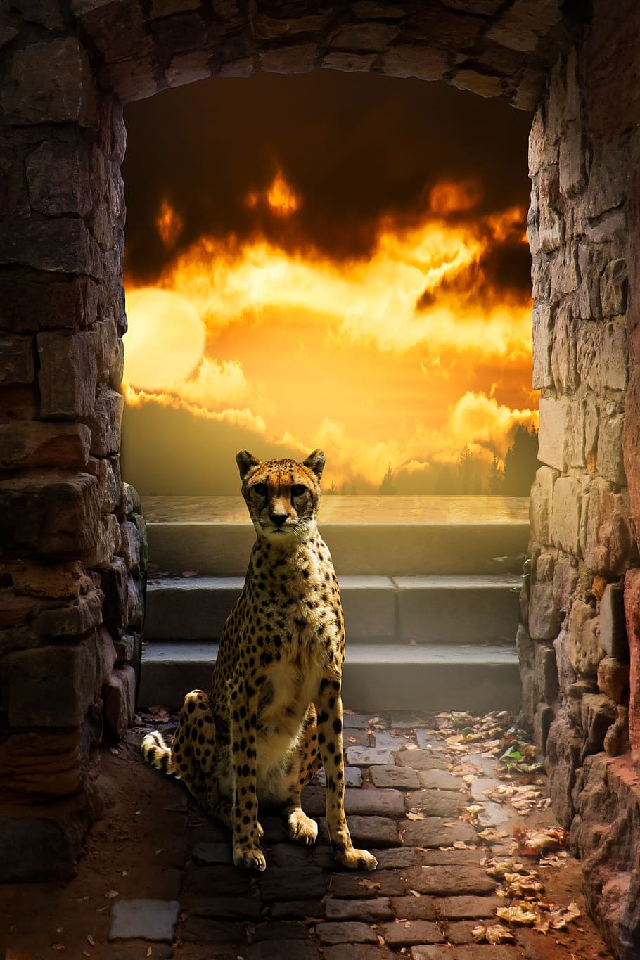 background, fantasy, cheetah, predator, sunset, backlighting, stairs, wall, passage, evening light