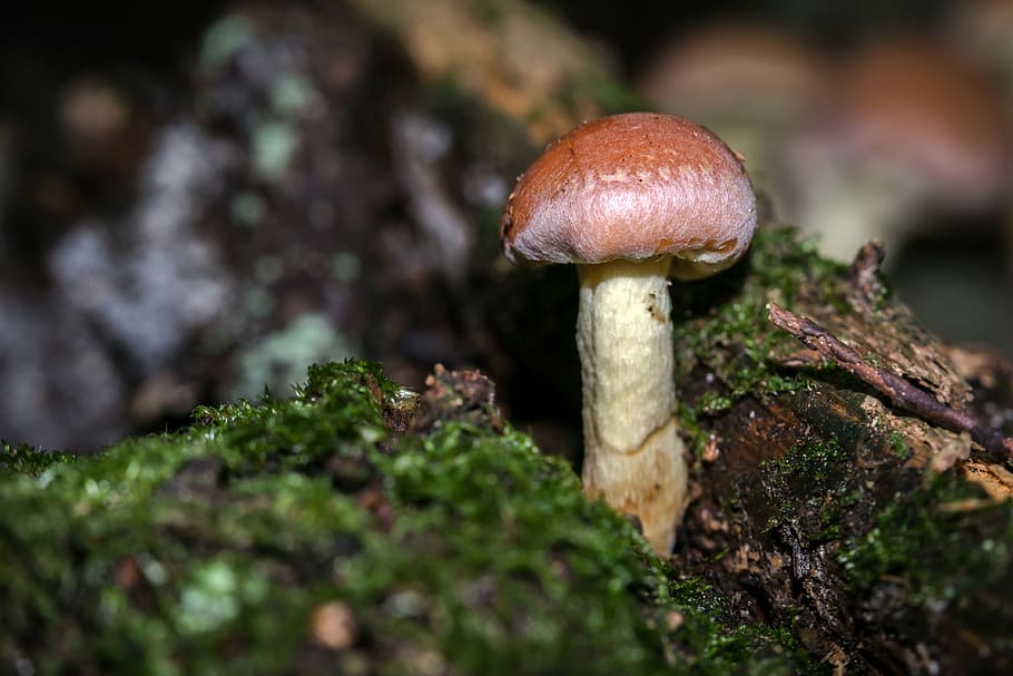 mushroom, autumn, hypholoma sublateritium, schwefelkopf, toxic, forest, tree fungus, log, tree, tribe