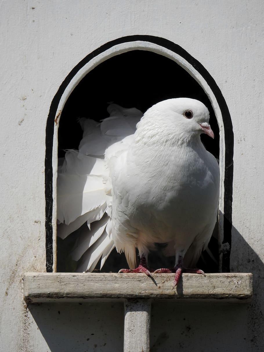 Dove, Bird, Animal, Nature, Plumage, dovecote, aviary, peace dove, white, breeding