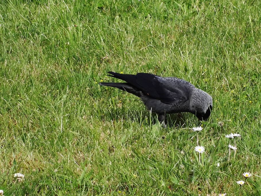 jackdaw, corvus monedula, black, grey, raven bird, foraging, bird, animal, animal themes, grass