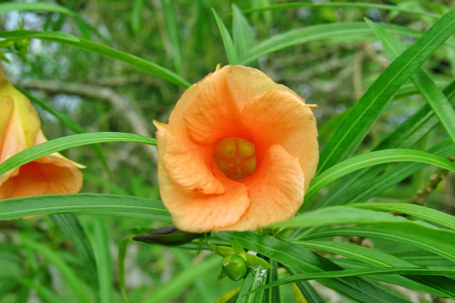 花 葉 自然 植物 庭 夏 オレンジ 創造 鮮度 オレンジ色 Pxfuel