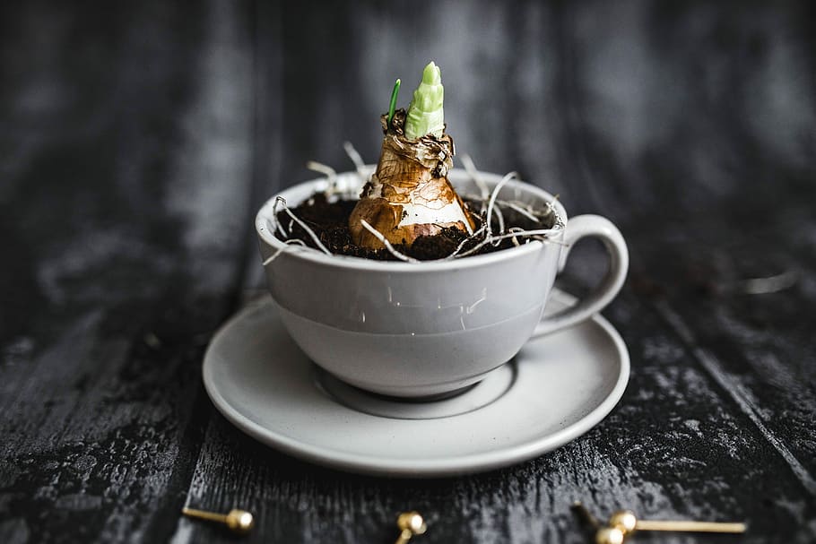 little, seedling, cut, walnuts, golden, pins, cup, plant, planting, saucer