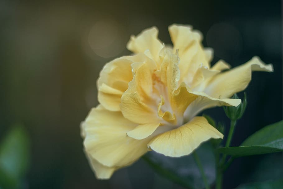 seletiva, fotografia de foco, amarelo, flor de hibisco, flor, branco, verde, folha, plantar, desfoque