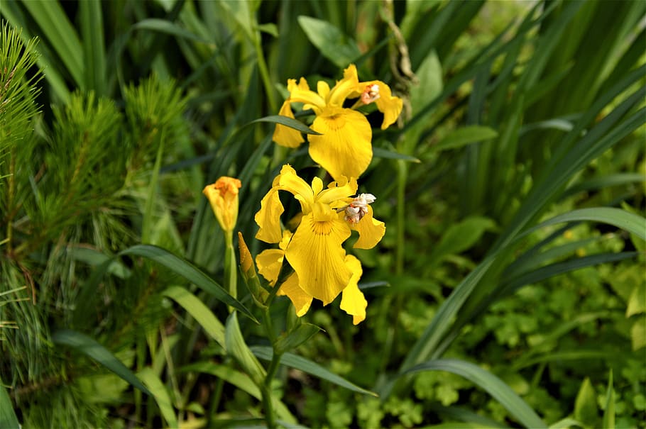 bulbous iris, flowers, plants, nature, yellow, yellow flowers, flowering plant, flower, plant, fragility