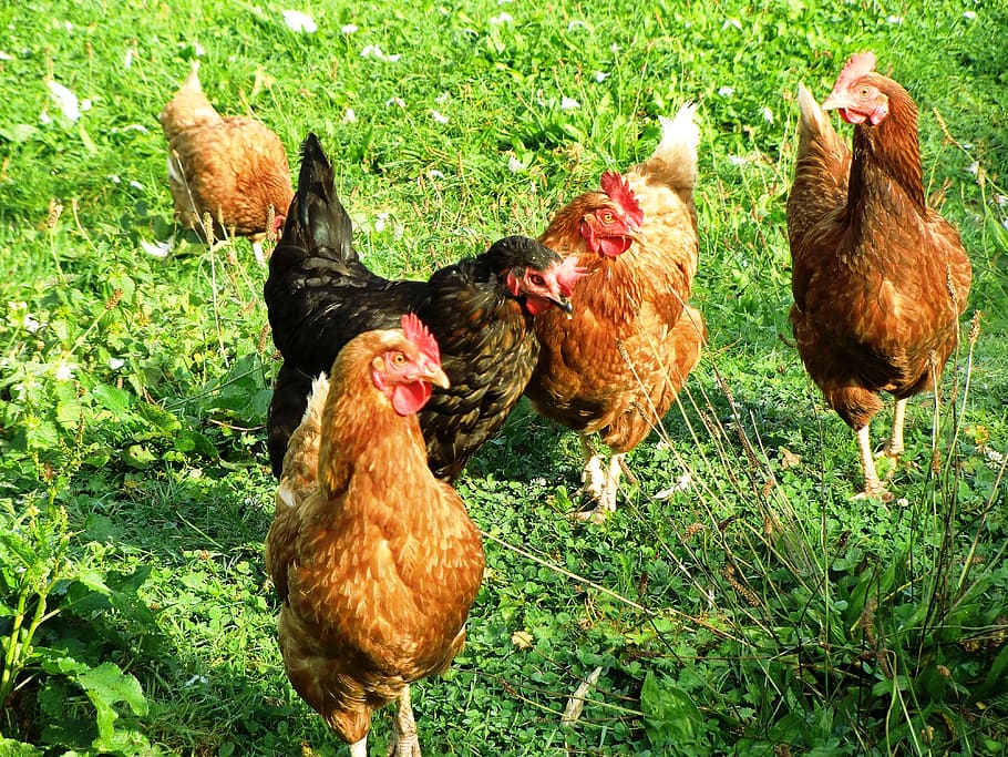 galinhas, aves domésticas, agricultura, pinado, fazenda, vida no campo, marrom, temas animais, pássaro, gado