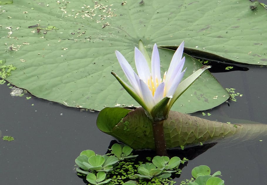 water lily, blue lily, nymphaea caerulea, flower, bloom, aquatic, plant, iim, kolkata, india