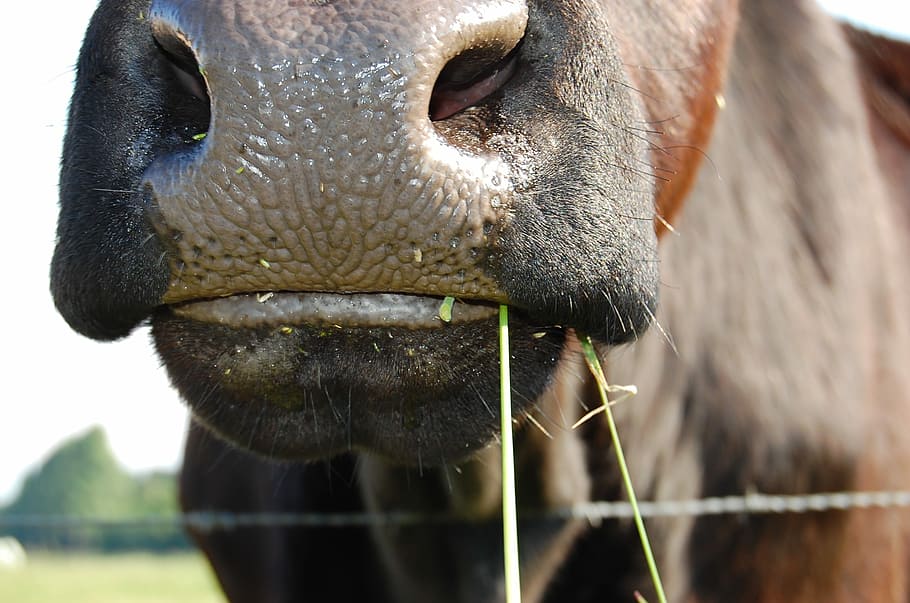 Cow, Pasture, Ruminant, Meadow, Grass, meadow, grass, animal body part, animal head, one animal, animal nose