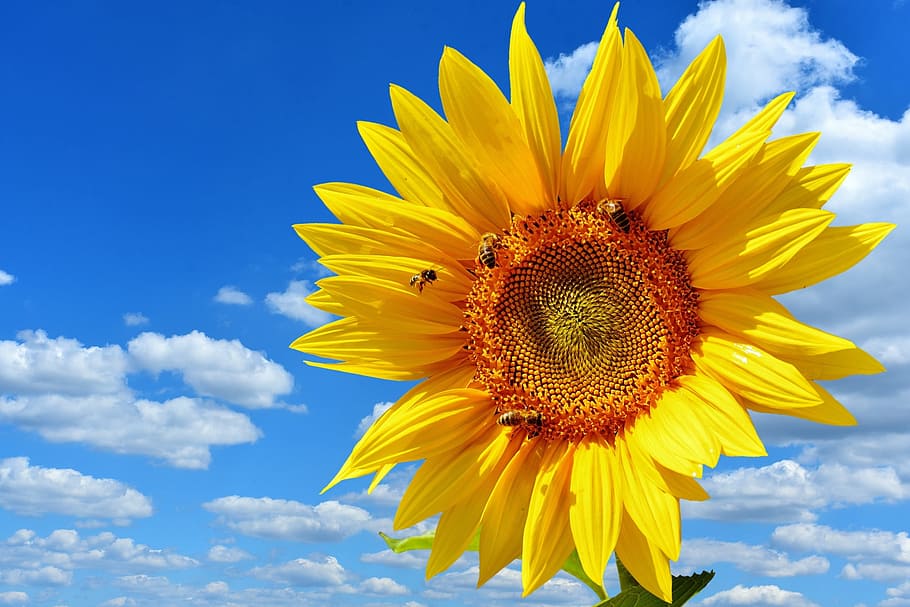 close, sunflower, sun flower, bees, blue sky, summer, garden, blossom, bloom, yellow