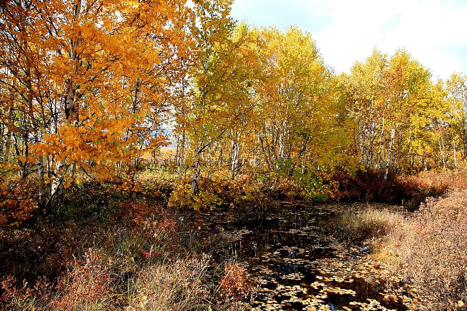 bosque de otoño, montañas, colores de otoño, otoño dorado, listopad, árboles, abedul, sauce, cedro, serbal