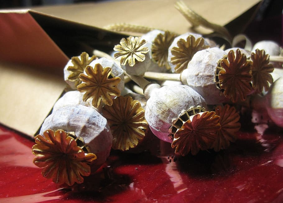 pods, seed, poppy, dry, bleached, paper packet, brown, decoration, table, close-up