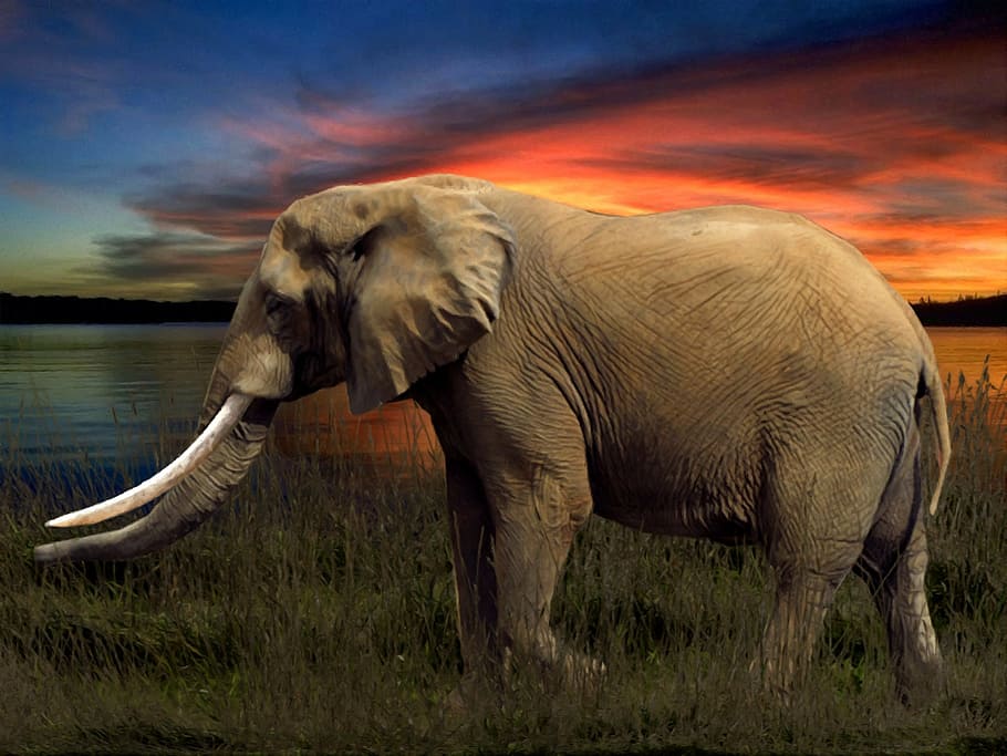 photography, brown, elephant, body, water, savannah, arrangement, animal, nature, wildlife