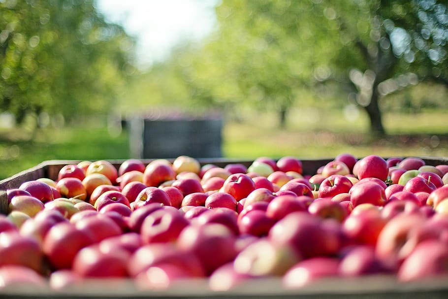 fotografia de lente inclinada, maduro, maçãs, outono, fruta, natureza, comida, colheita, fresco, árvore